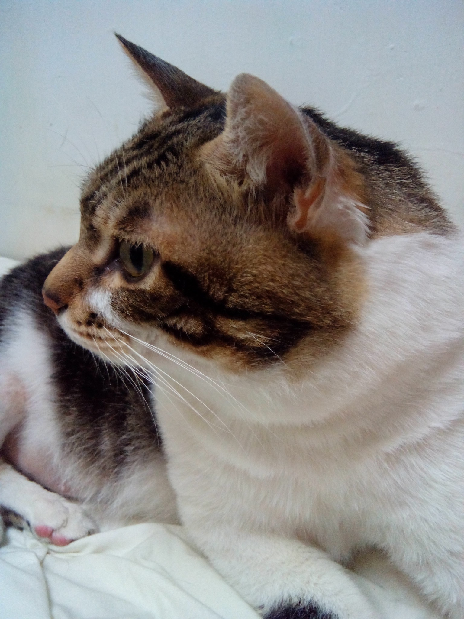 子貓玲 CoNeCoLin 伍洋 - 輔助圖