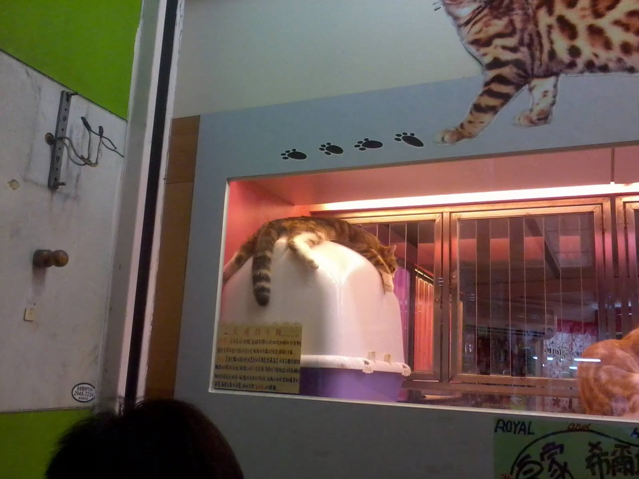 子貓玲 CoNeCoLin 伍洋 - 輔助圖