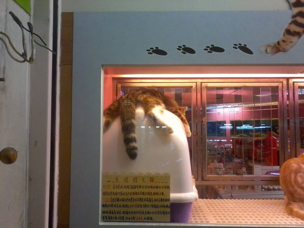 子貓玲 CoNeCoLin 伍洋 - 輔助圖