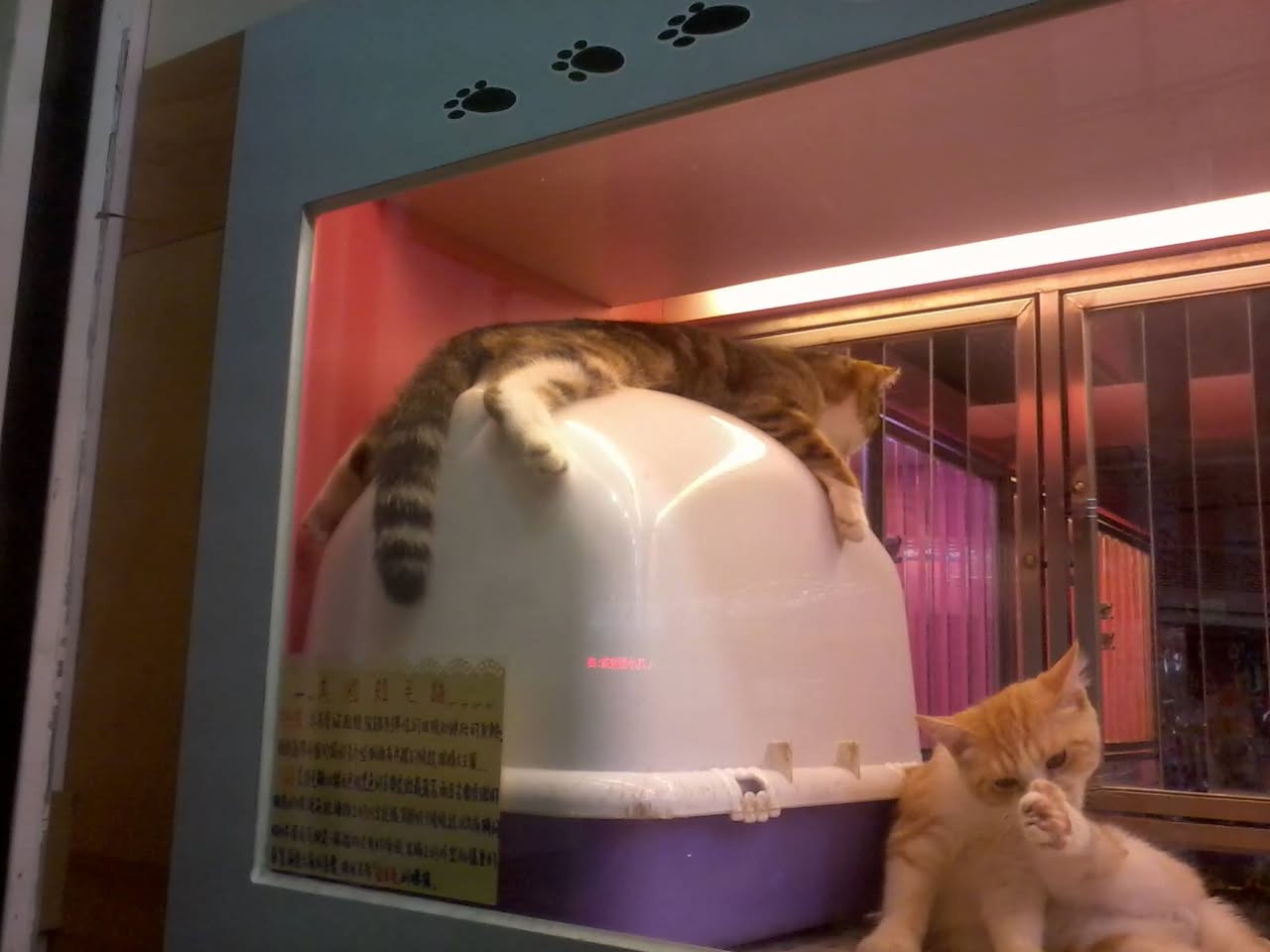 子貓玲 CoNeCoLin 伍洋 - 輔助圖