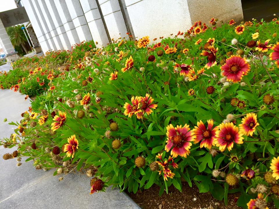 子貓玲 CoNeCoLin 伍洋 - 輔助圖