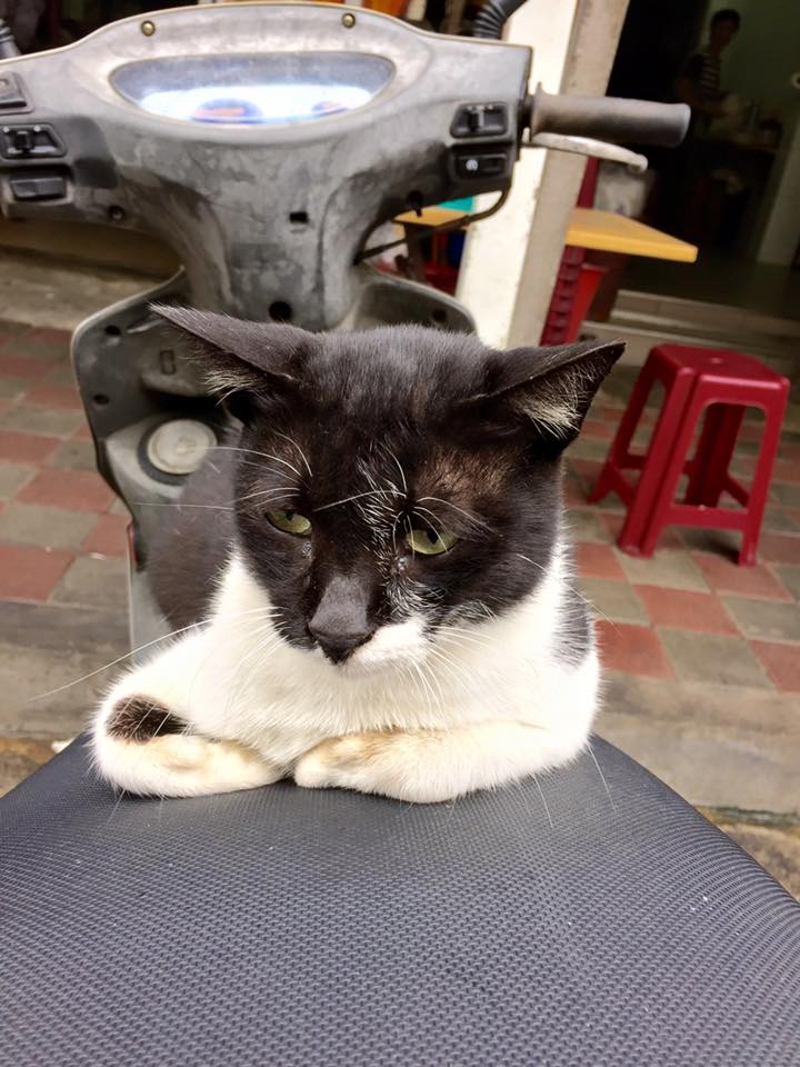 子貓玲 CoNeCoLin 伍洋 - 輔助圖