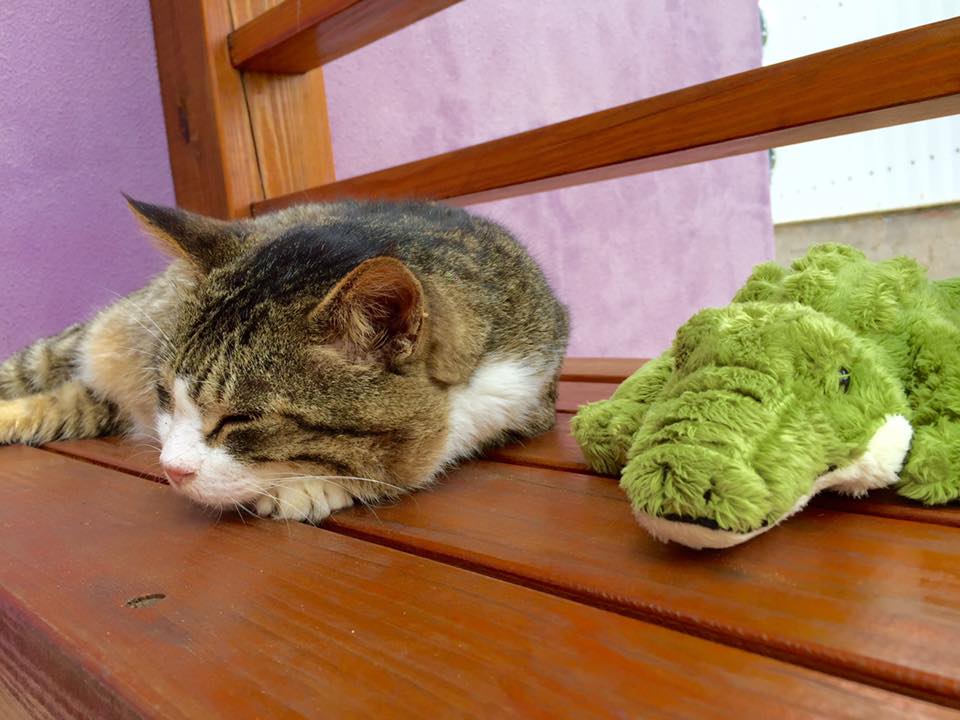 子貓玲 CoNeCoLin 伍洋