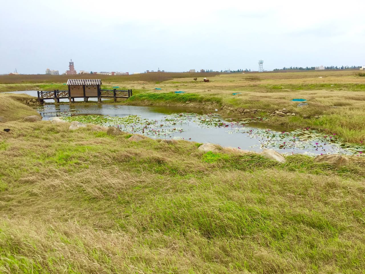 子貓玲 CoNeCoLin 伍洋