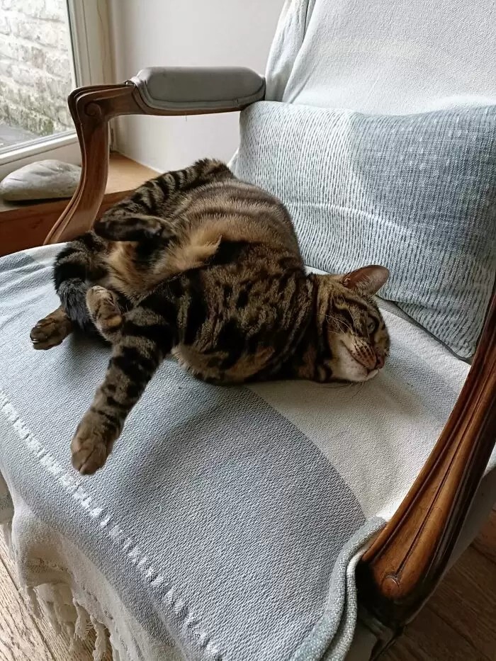 子貓玲 CoNeCoLin 伍洋 - 輔助圖