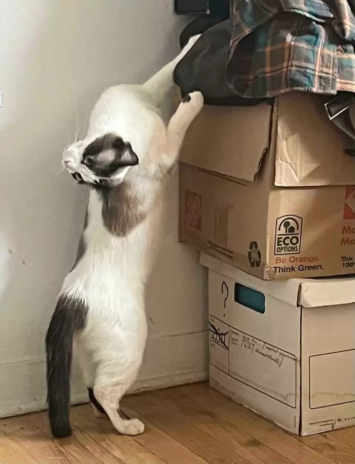 子貓玲 CoNeCoLin 伍洋 - 輔助圖