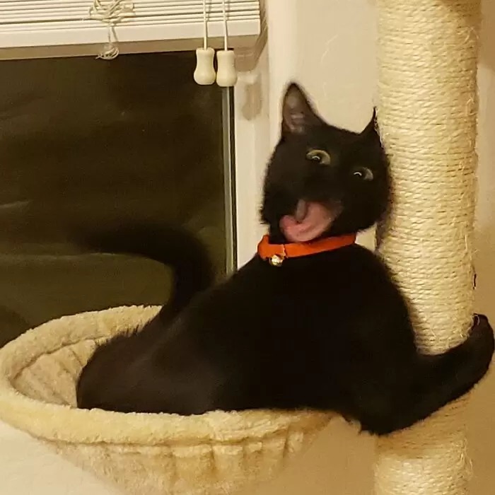 子貓玲 CoNeCoLin 伍洋 - 輔助圖