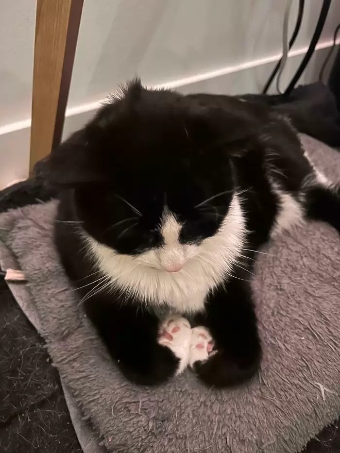 子貓玲 CoNeCoLin 伍洋 - 輔助圖