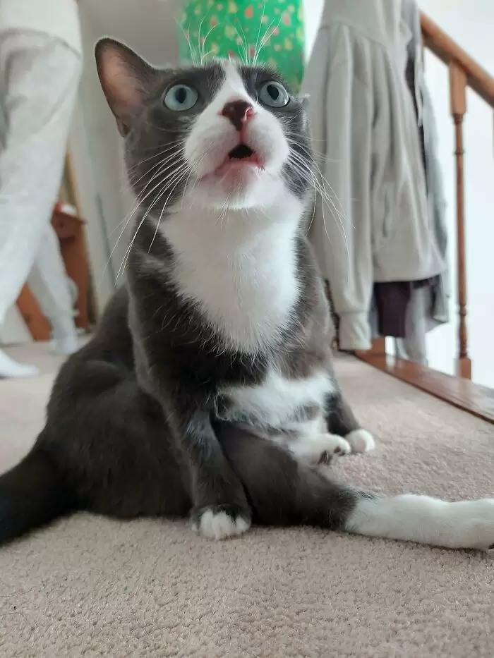 子貓玲 CoNeCoLin 伍洋 - 輔助圖