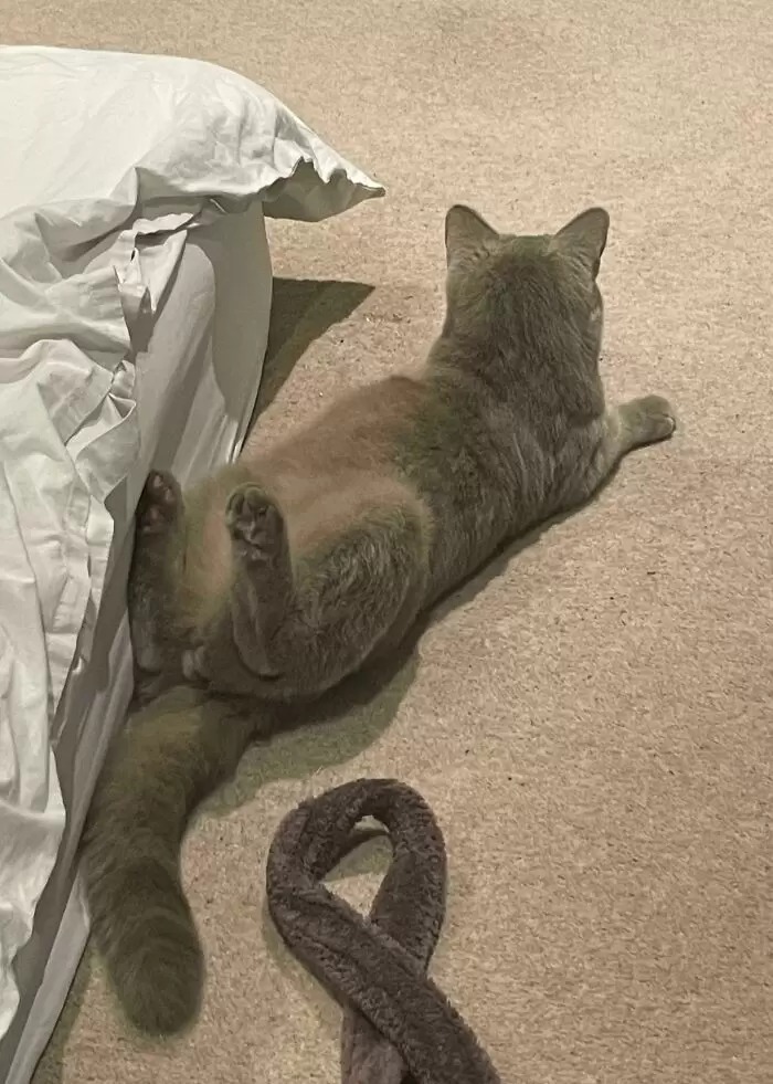 子貓玲 CoNeCoLin 伍洋