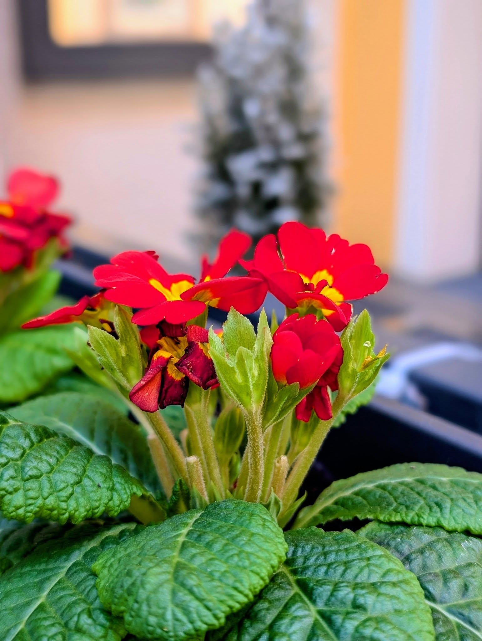 子貓玲 CoNeCoLin 伍洋 - 輔助圖