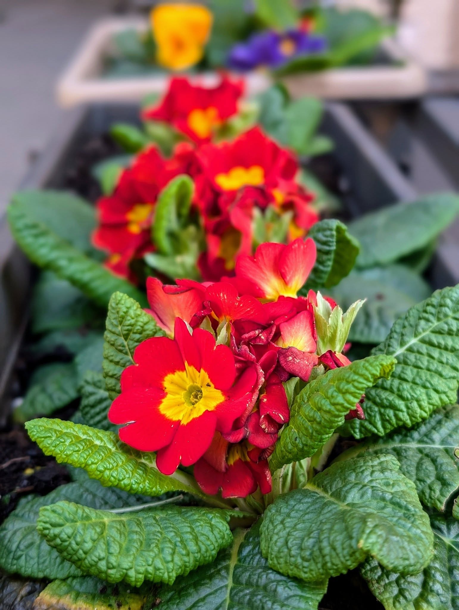 子貓玲 CoNeCoLin 伍洋 - 輔助圖