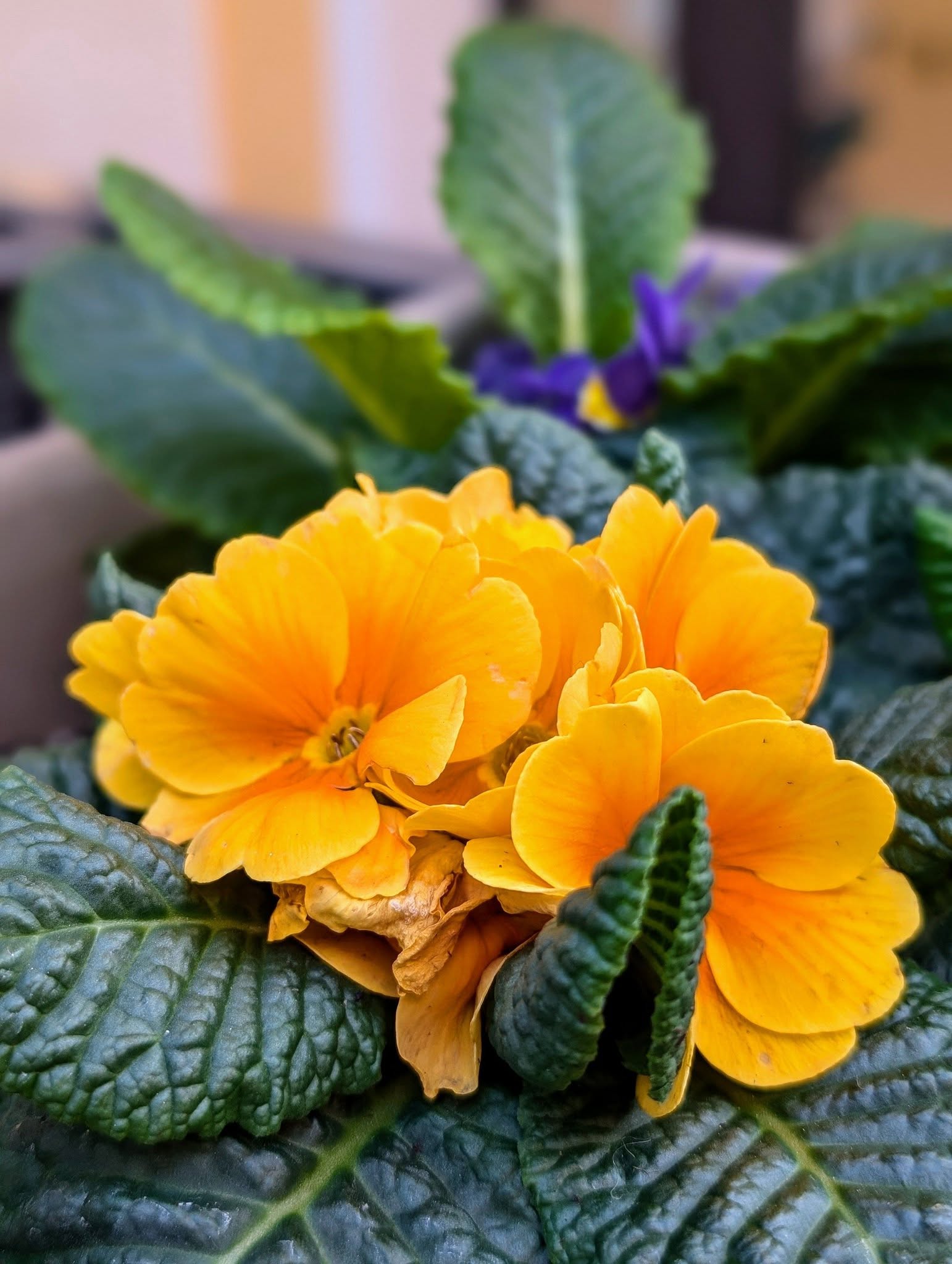 子貓玲 CoNeCoLin 伍洋 - 輔助圖