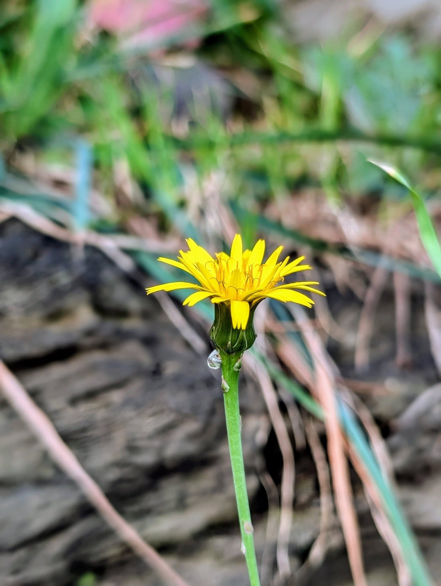 子貓玲 CoNeCoLin 伍洋 - 輔助圖