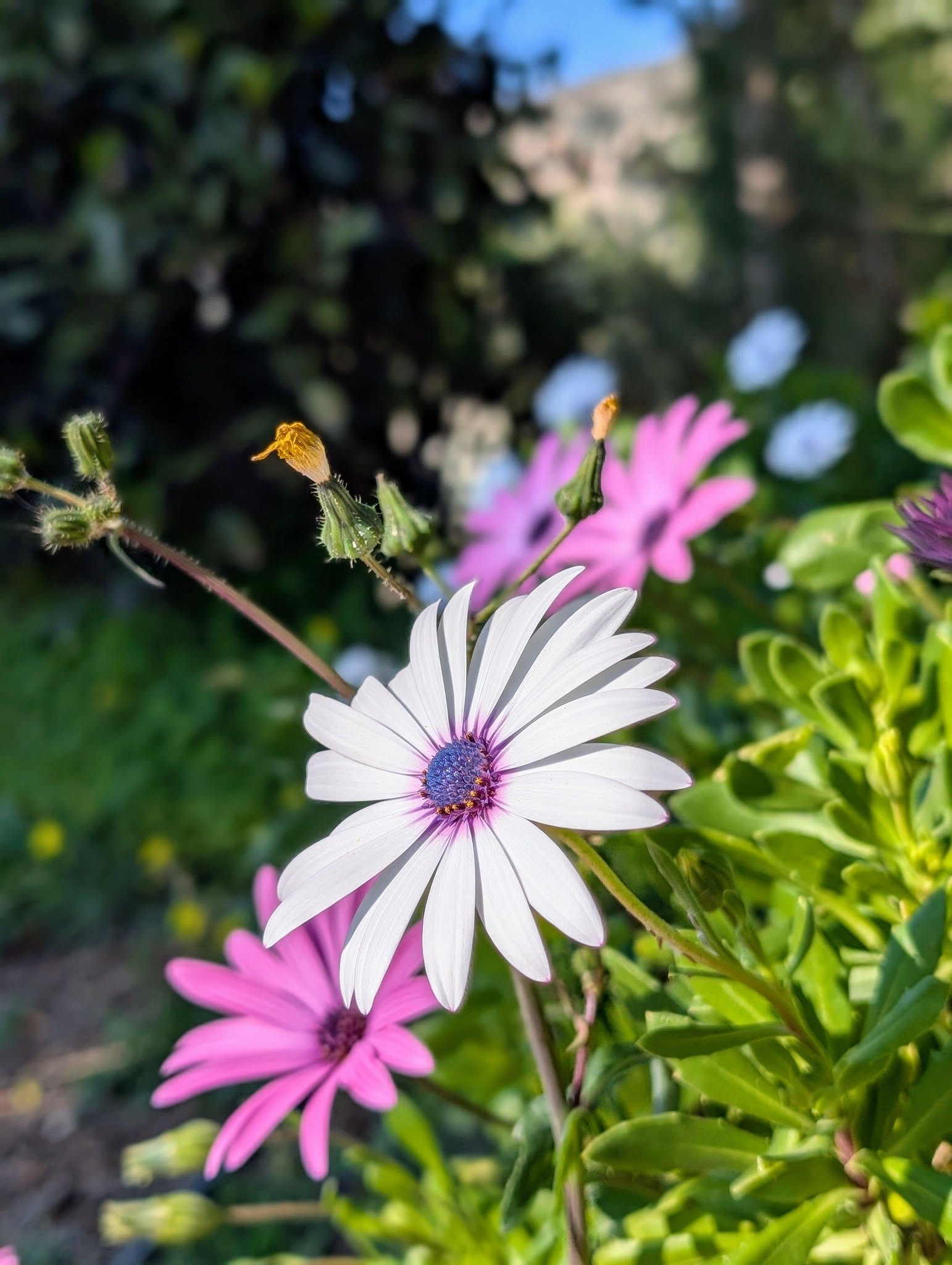 子貓玲 CoNeCoLin 伍洋 - 輔助圖