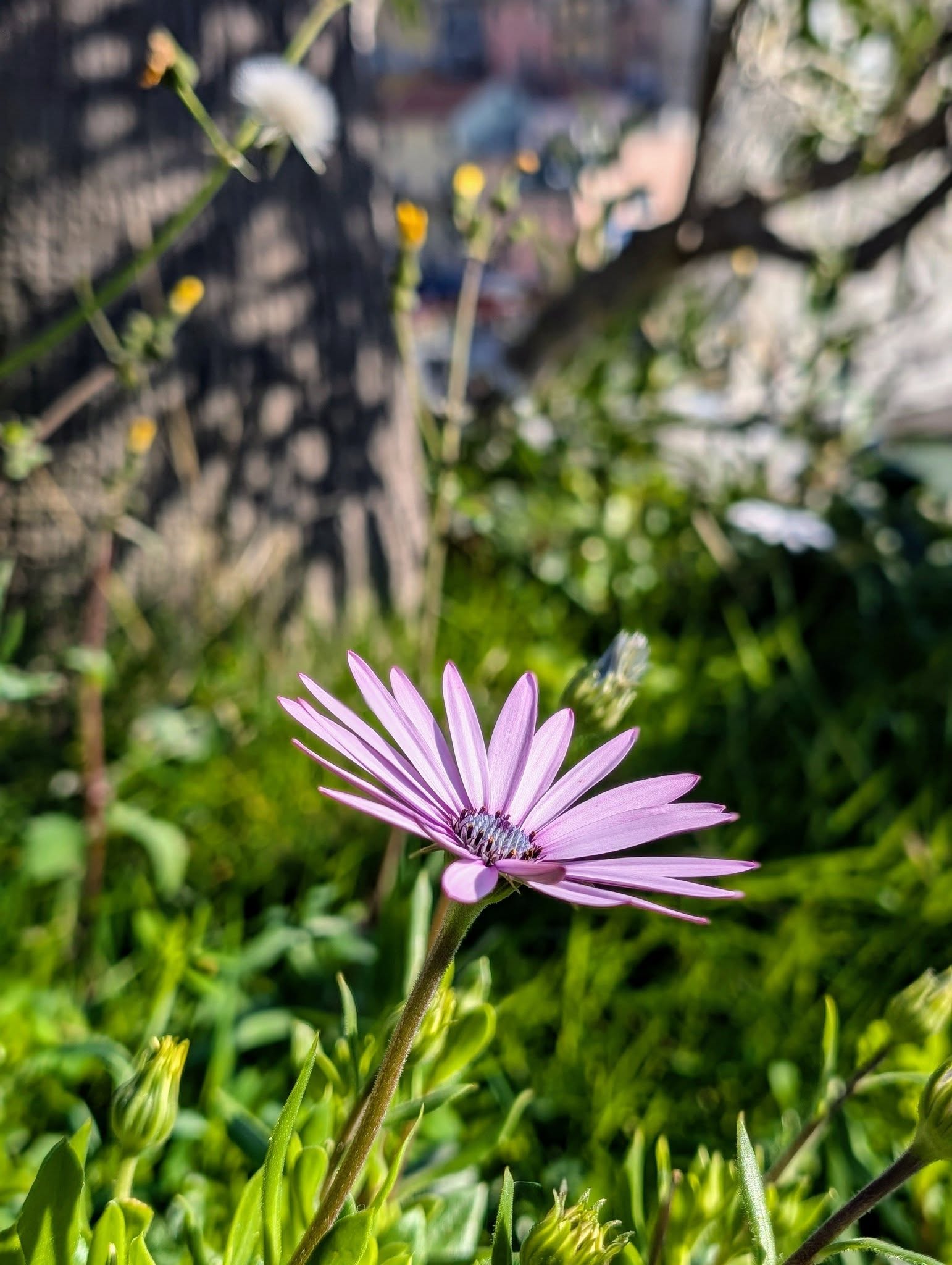 子貓玲 CoNeCoLin 伍洋 - 輔助圖