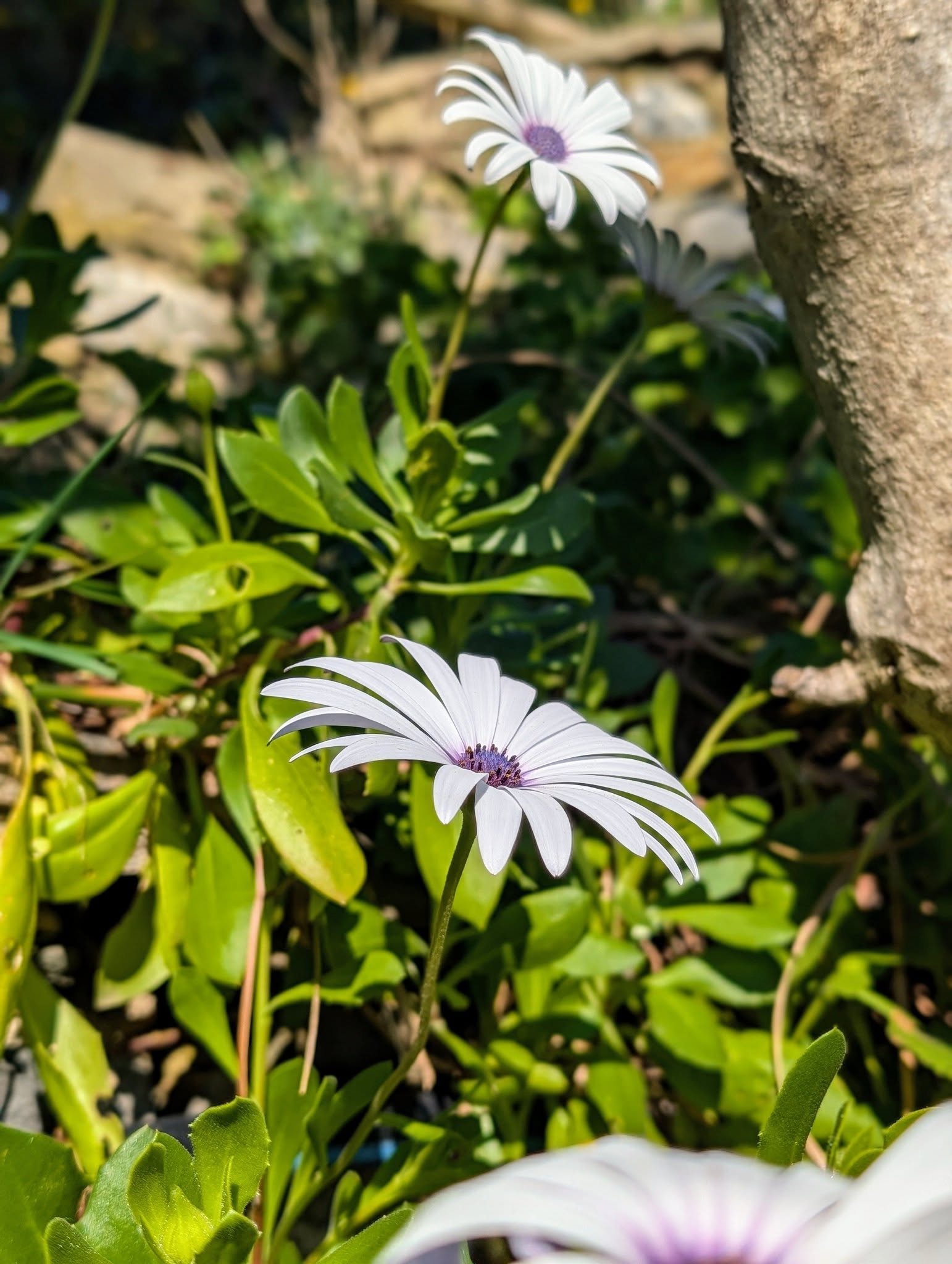 子貓玲 CoNeCoLin 伍洋 - 輔助圖