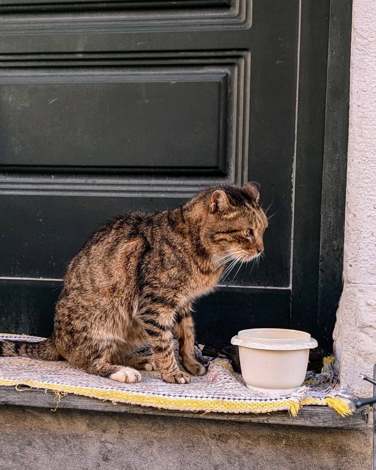 子貓玲 CoNeCoLin 伍洋 - 輔助圖