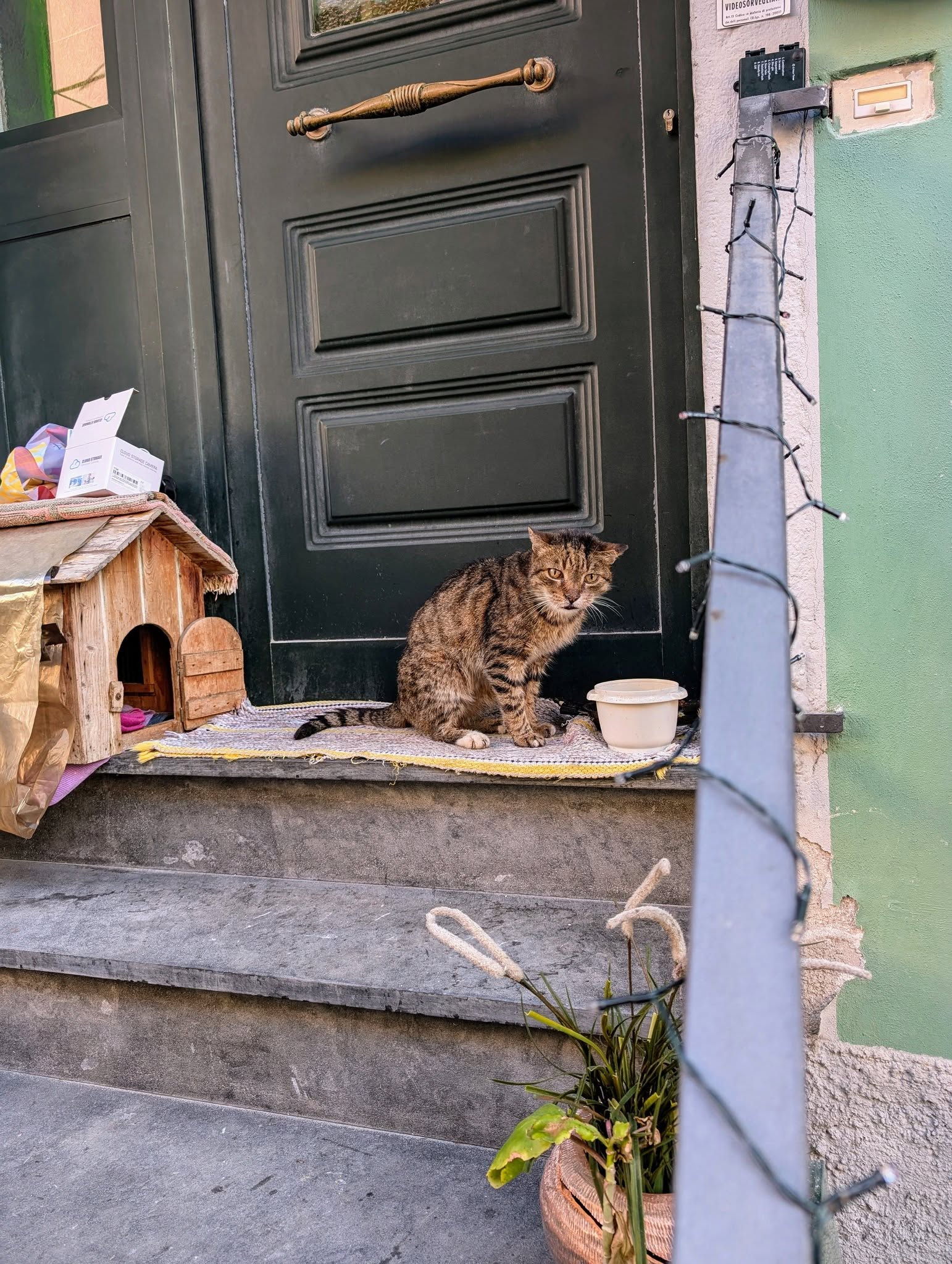 子貓玲 CoNeCoLin 伍洋 - 輔助圖