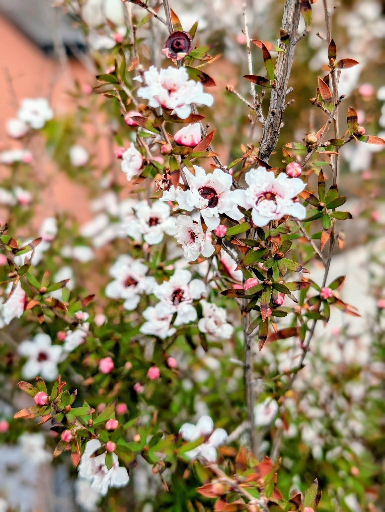 子貓玲 CoNeCoLin 伍洋 - 輔助圖