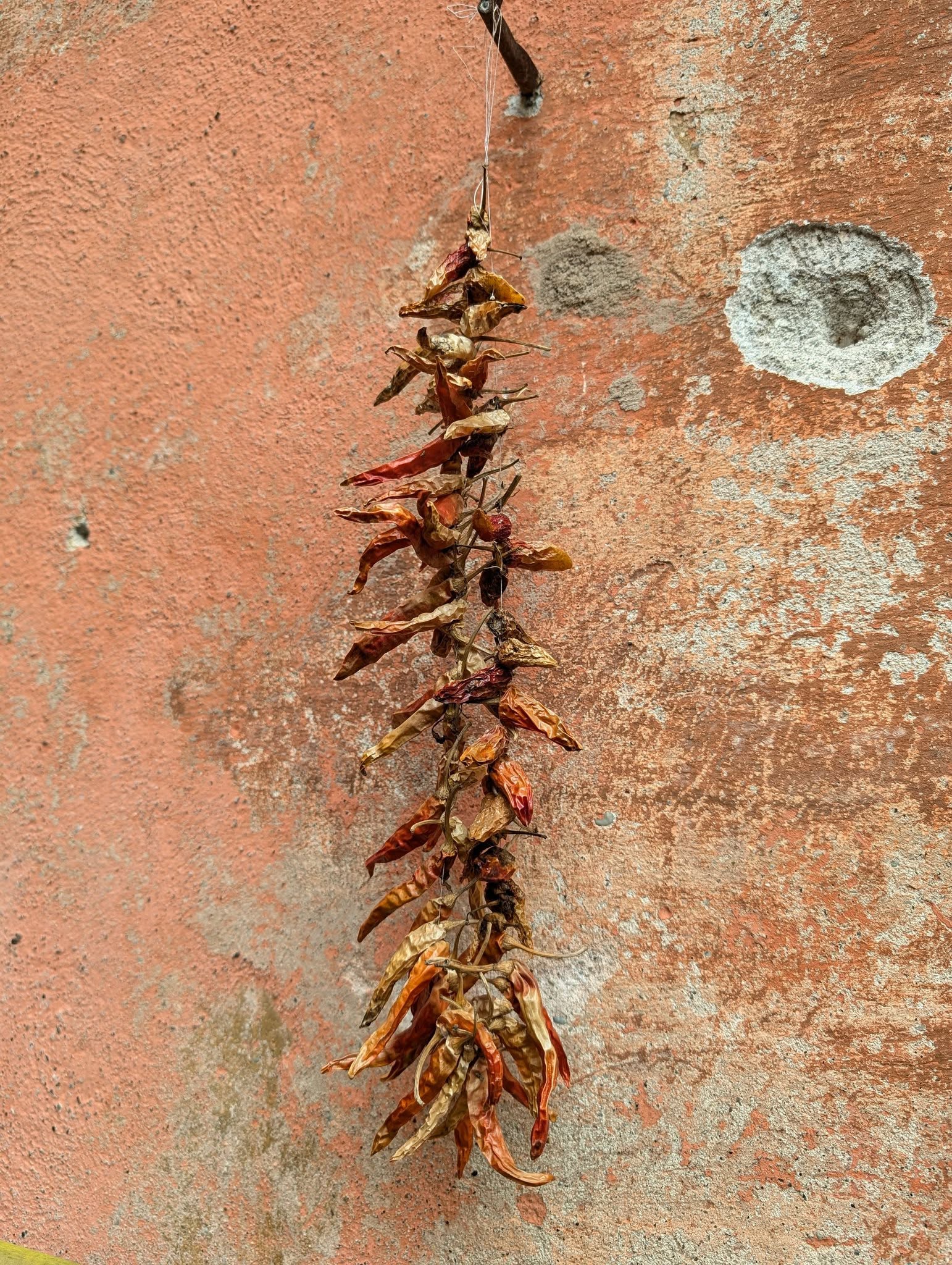 子貓玲 CoNeCoLin 伍洋 - 輔助圖