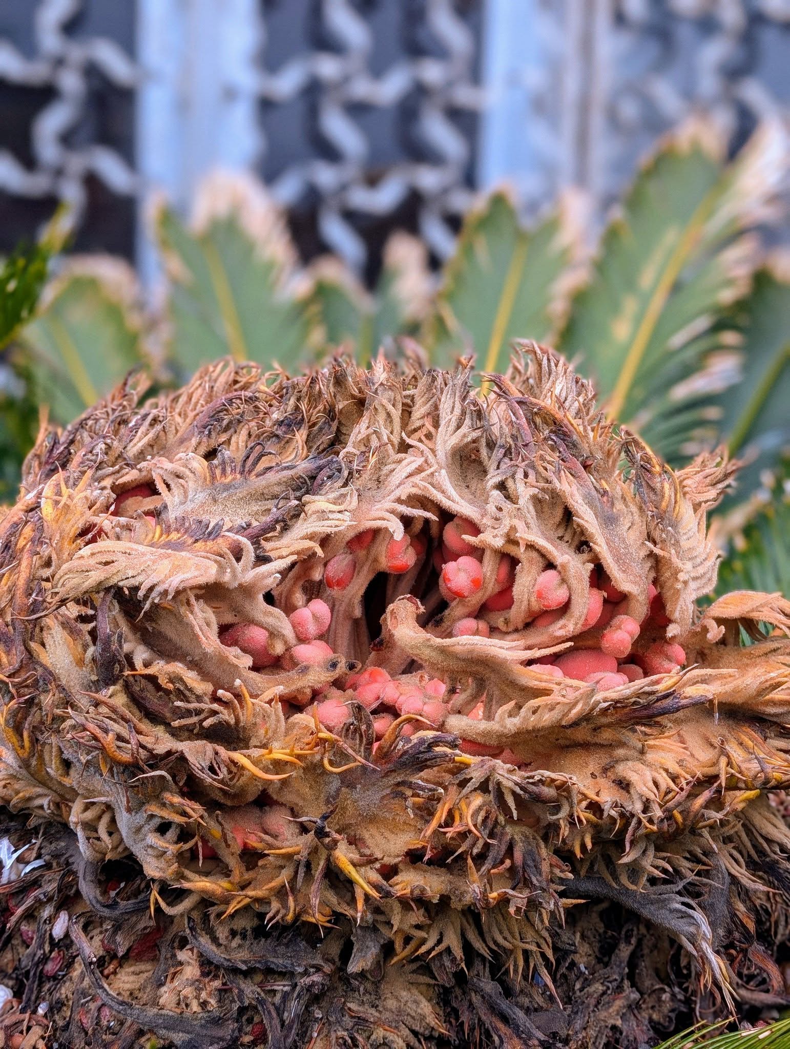 子貓玲 CoNeCoLin 伍洋 - 輔助圖