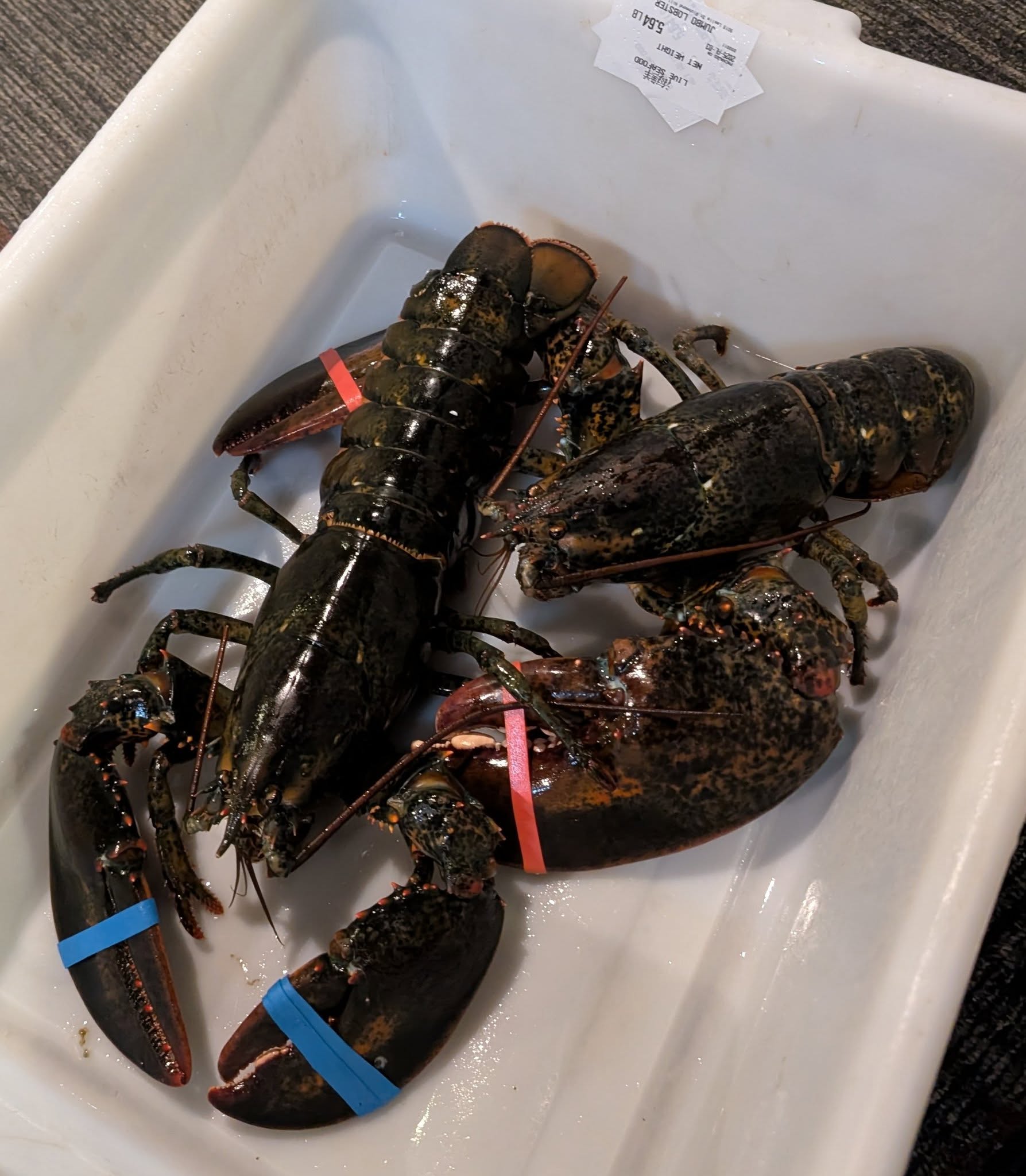 子貓玲 CoNeCoLin 伍洋 - 輔助圖