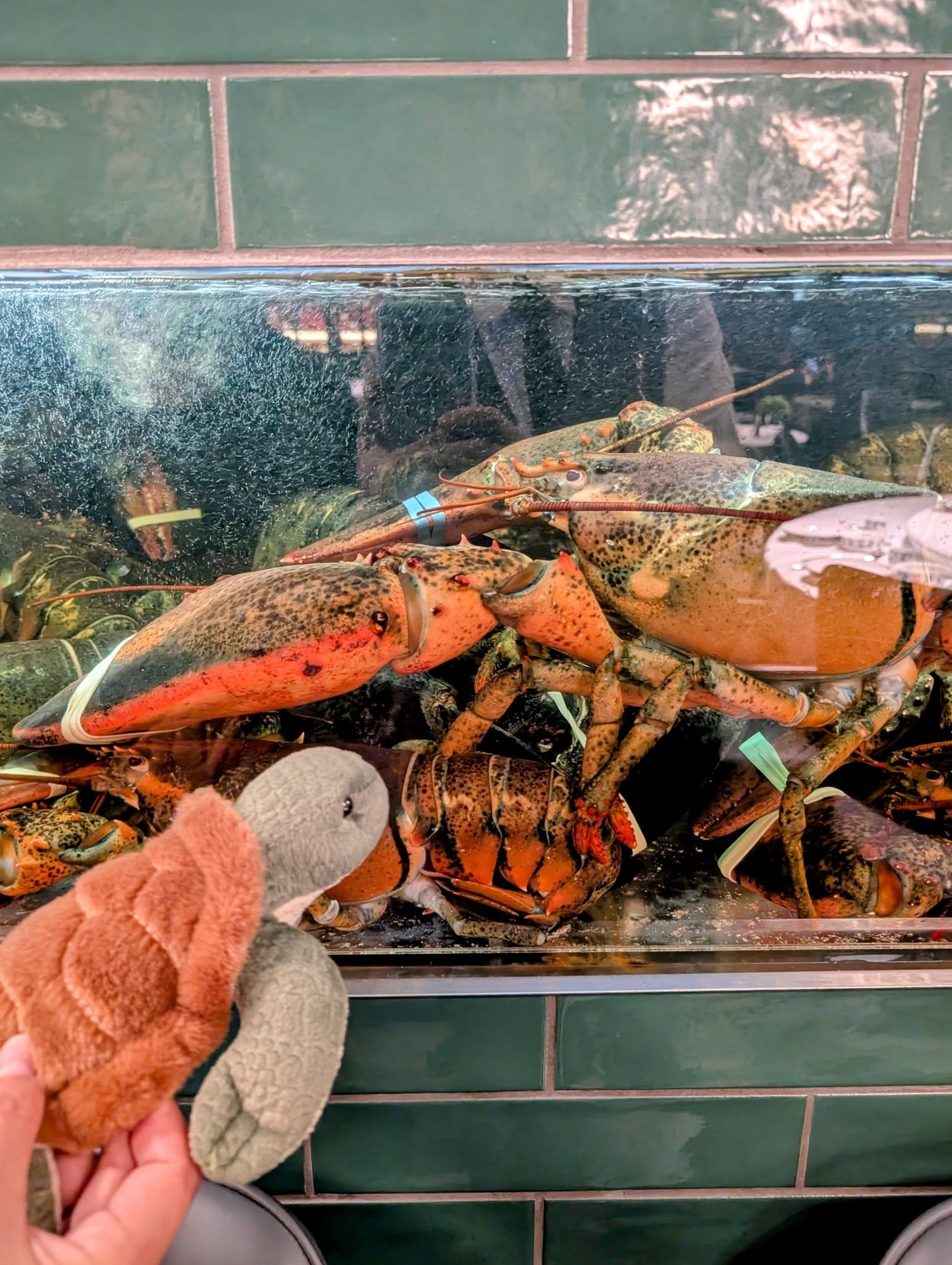 子貓玲 CoNeCoLin 伍洋 - 輔助圖